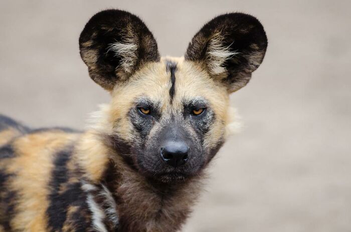 that unlike most animals, African wild dogs follow an age-based food sharing system where pups are given immediate access to kills, making older dogs wait before they can eat.