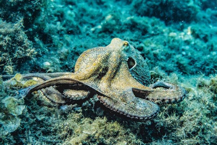 The consensus is that octopuses are most likely sentient.