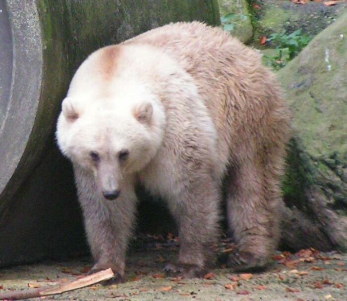 about the Pizzly Bear, a Polar and Grizzly Bear hybrid. This hybrid species isn't sterile and can actually procreate.