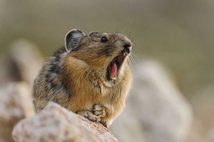 The pika is a small rodent that collects plants and dries them out in the sun to store them for winter.