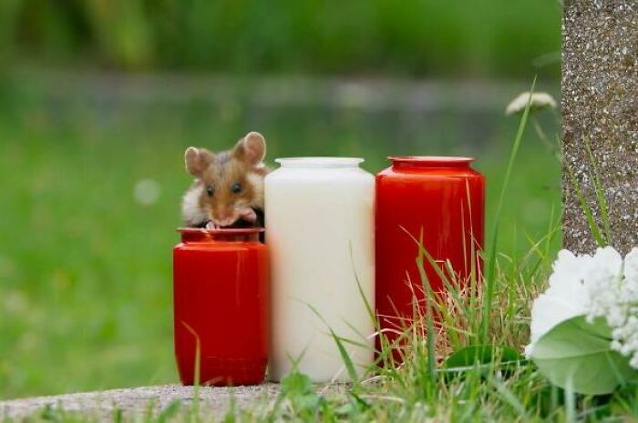 that Wild European hamsters in Vienna, Austria have learned to survive harsh winters by feasting on the oily, protein-filled candles left by mourners in gravesites.