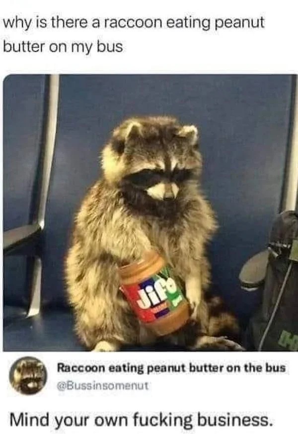 funny memes - photo caption - why is there a raccoon eating peanut butter on my bus Jifo H Raccoon eating peanut butter on the bus Mind your own fucking business.