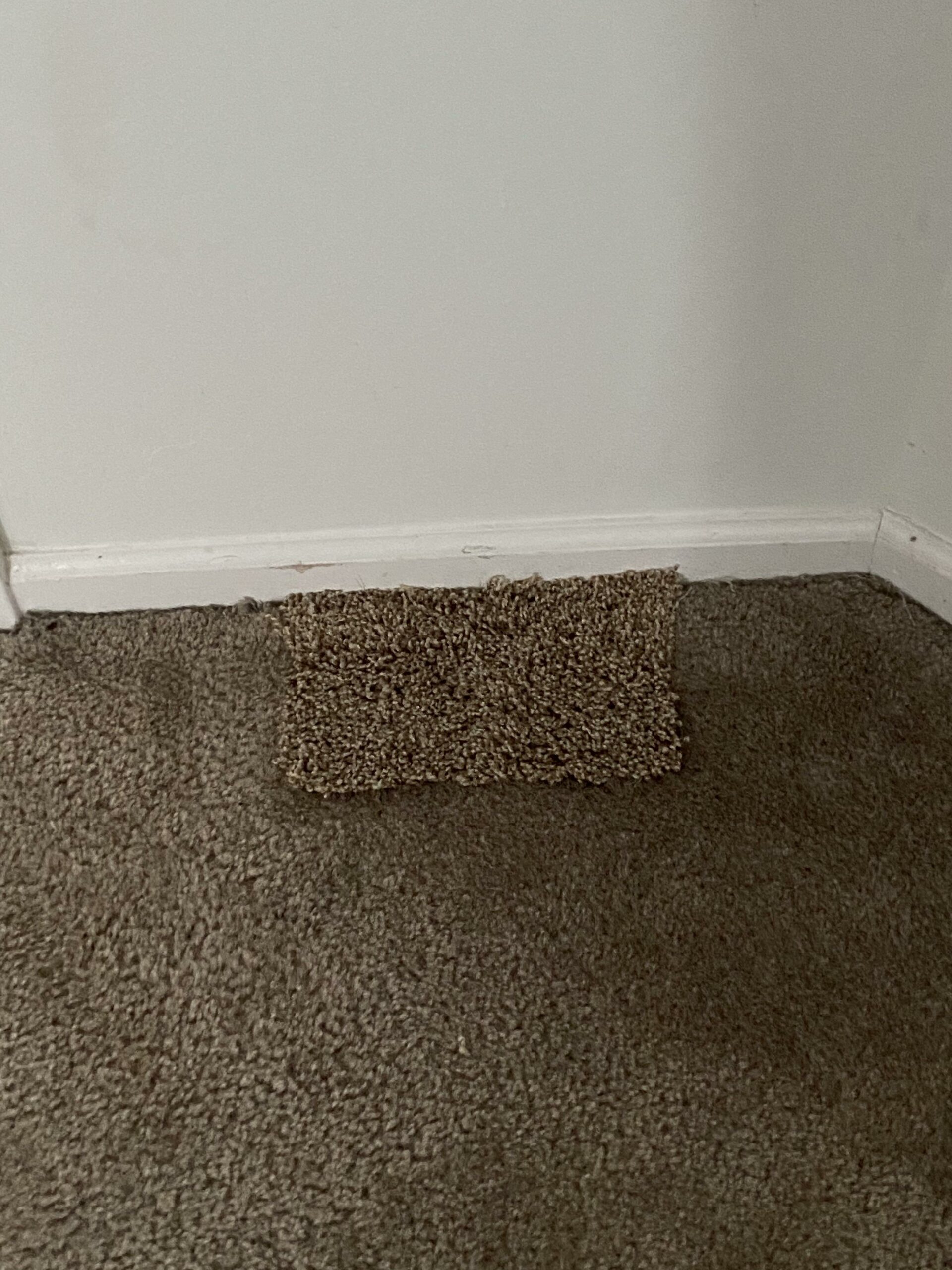 infuriating landlords - new home carpet