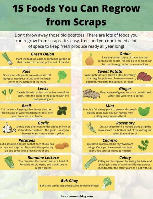 interesting infographics and charts -  bug guard national park - 15 Foods You Can Regrow from Scraps Don't throw away those old potatoes! There are lots of foods you can regrow from scraps it's easy, free, and you don't need a lot of space to keep fresh p