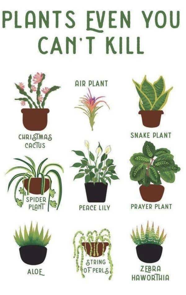interesting infographics and charts -  plant posters - Plants Even You Can'T Kill Christmas Cactus Spider Plant Aloe Air Plant Peace Lily String Of Perls Snake Plant keeeee Prayer Plant Zebra Haworthia