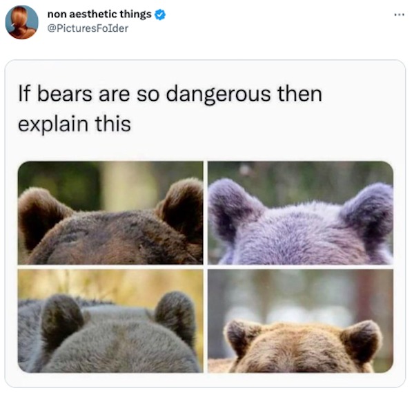 funny tweets - fauna - non aesthetic things If bears are so dangerous then explain this