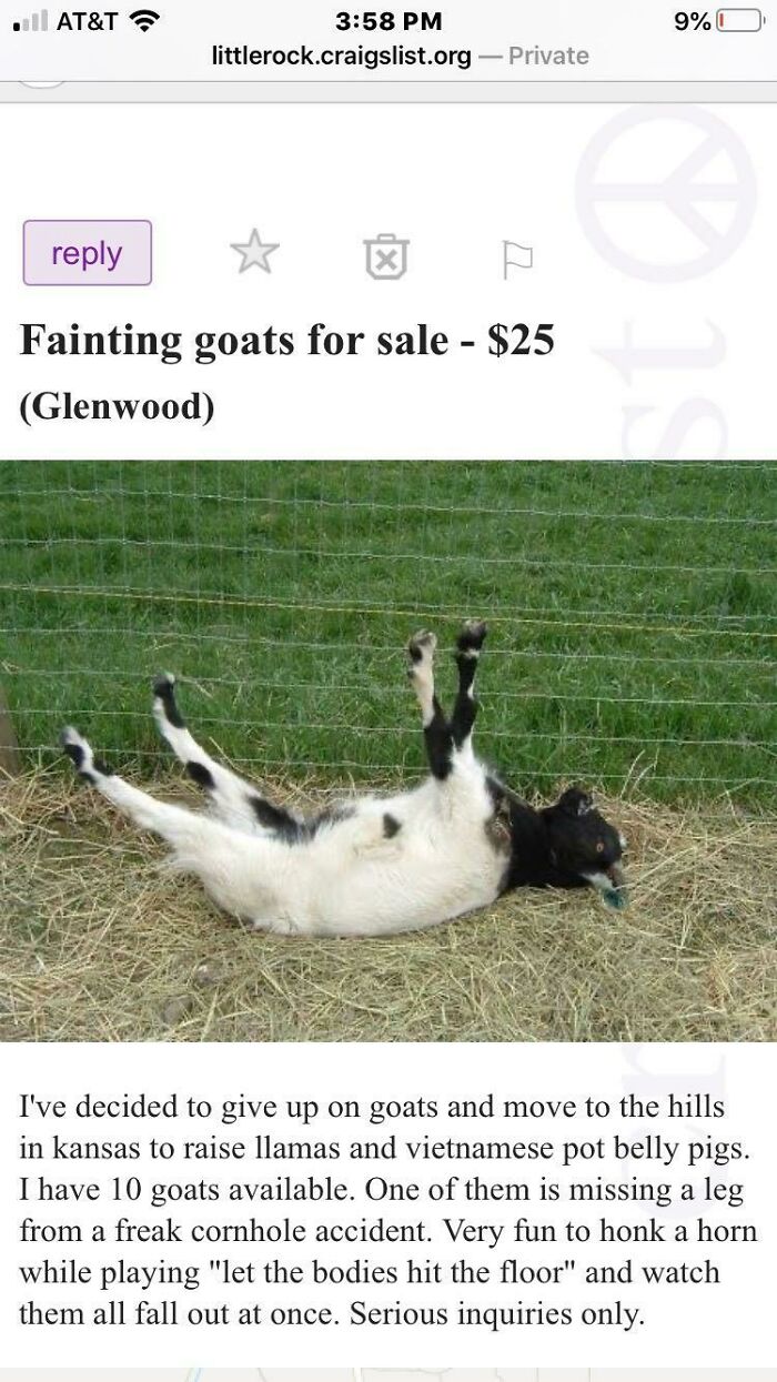 wtf craigslist and facebook posts - fauna - At&T littlerock.craigslist.org Private 77 Fainting goats for sale $25 Glenwood 9% 0 Is I've decided to give up on goats and move to the hills in kansas to raise llamas and vietnamese pot belly pigs. I have 10 go