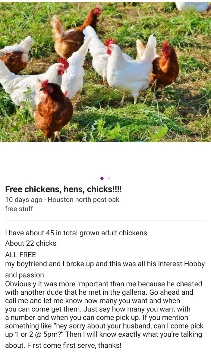 wtf craigslist and facebook posts - chickens animal - Free chickens, hens, chicks!!!! 10 days ago Houston north post oak free stuff I have about 45 in total grown adult chickens About 22 chicks All Free my boyfriend and passion. I broke up and this was al