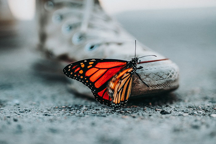 things that quietly vanished -  happiness is like a butterfly the more you chase it the more it will elude you but if you turn your attention to other things it will come and sit softly on