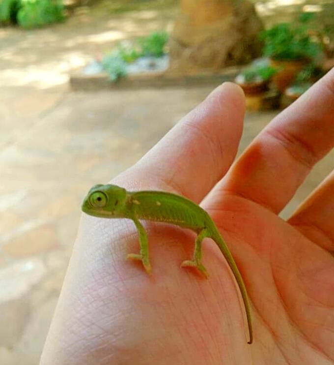 cool pics - gecko