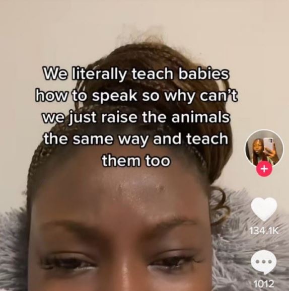 wild tiktok screenshots - eyelash - We literally teach babies how to speak so why can't we just raise the animals the same way and teach them too 1012