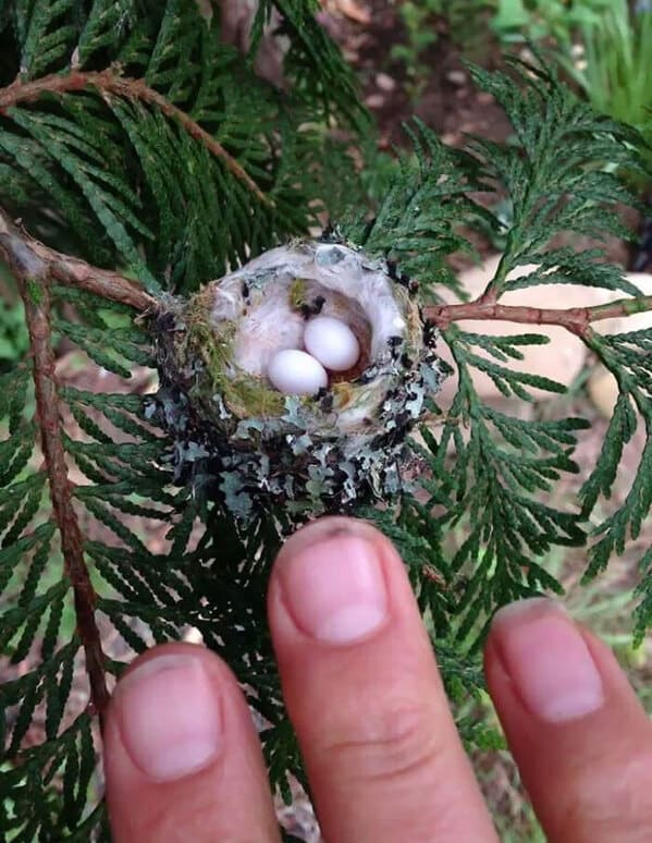 “A Friend Found Some Hummingbird Eggs. Fingers For Scale”