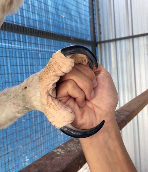 “Shaking Hands With A Harpy Eagle”
