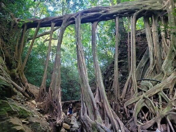 “This Naturally Occurring Ficus Tree Root Bridge, Me For Scale”
