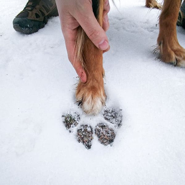 “The Size Difference Between A Wolf Track And My Dog’s Paw”