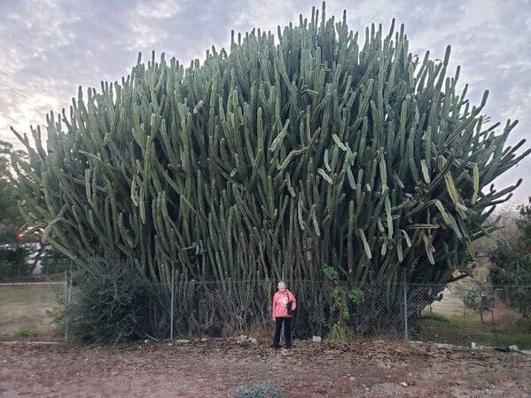 “My Mom Next To This Moderately-Sized Cactus. Mom For Scale”