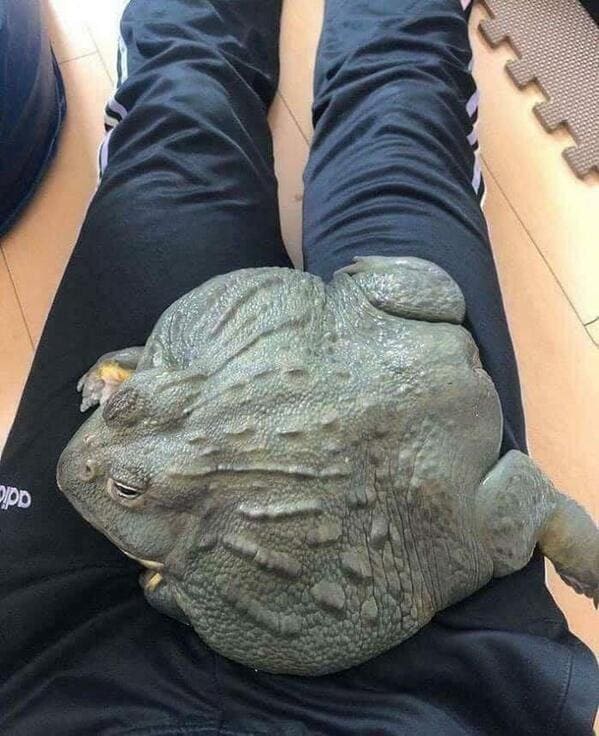 “African Pixie Frogs Get Massive. Human Legs For Scale”