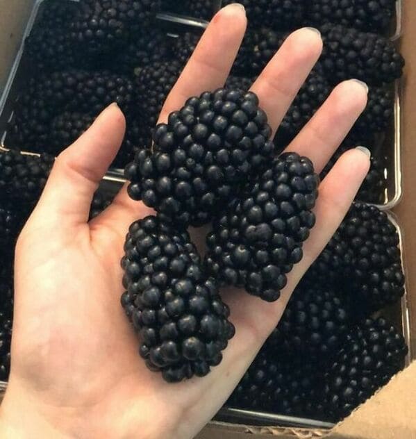 “These Blackberries”