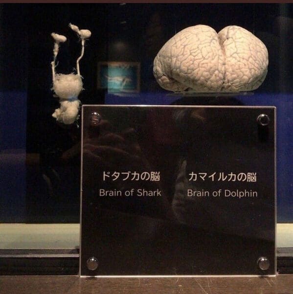 “Shark Brain vs. Dolphin Brain”