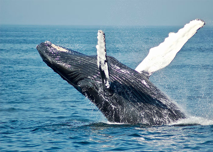 Whales control the weather and are currently causing global warming.

Because apparently their movements affect ocean currents or air currents or I don't even know what. I wish I were making this up.