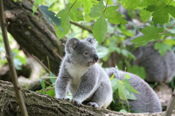 unethical life hacks - koala in the wild