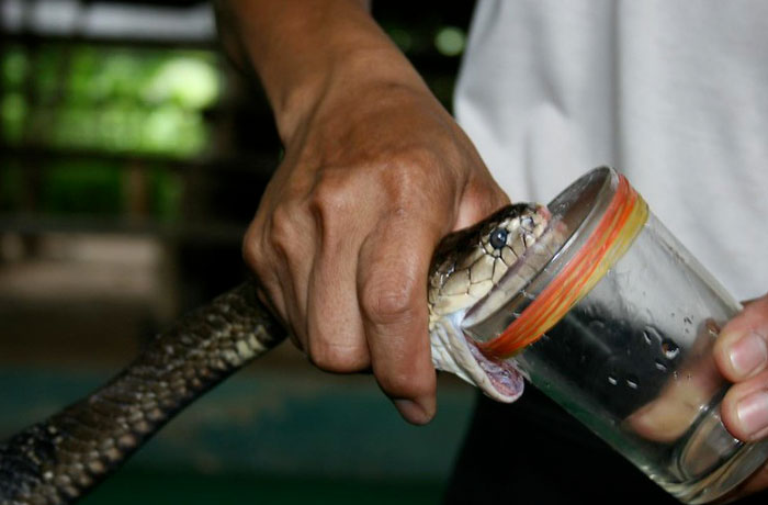 New Delhi hired people to hunt cobra snakes which led to people having Cobra Farms to earn money then the government stopped the project which led the Cobra Farmers to release their snakes causing twice as many snakes than they first started.