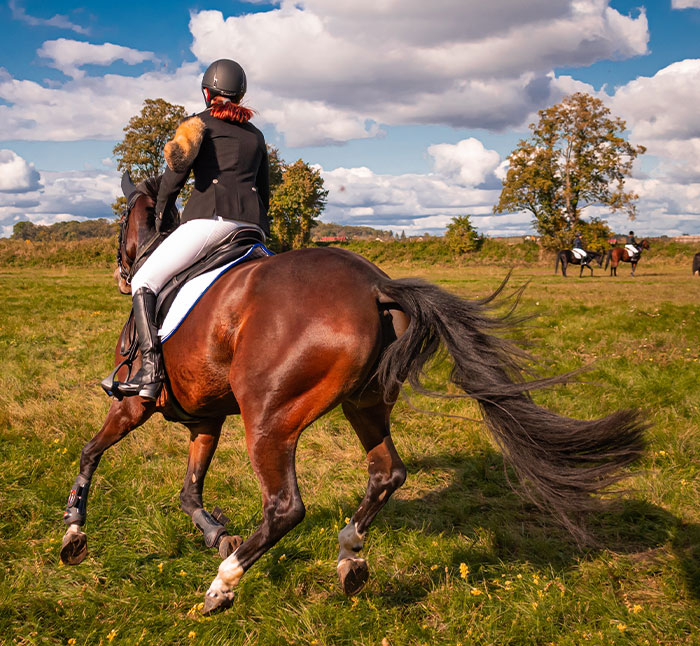 Horses [takes out] more people every year in Australia than all the other beasties combined. Everyone thinks it's the spiders and snakes that'll get you, but it's the horses you've really got to watch.