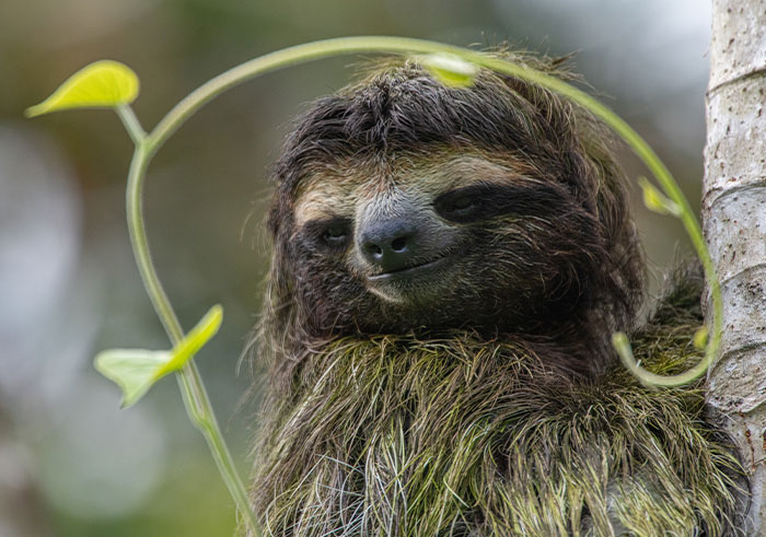weird facts - Sloths