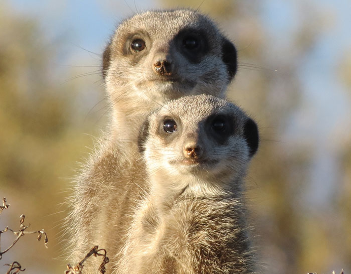 weird facts - mongoose and meerkat - S