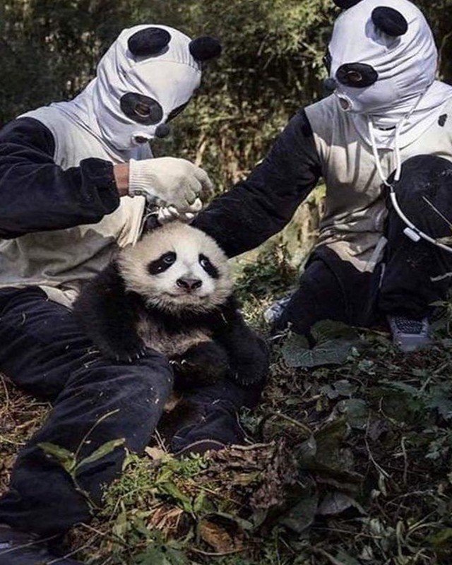 fascinating photos - Giant panda