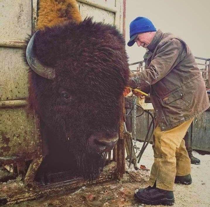 fascinating photos - massive bison - 248