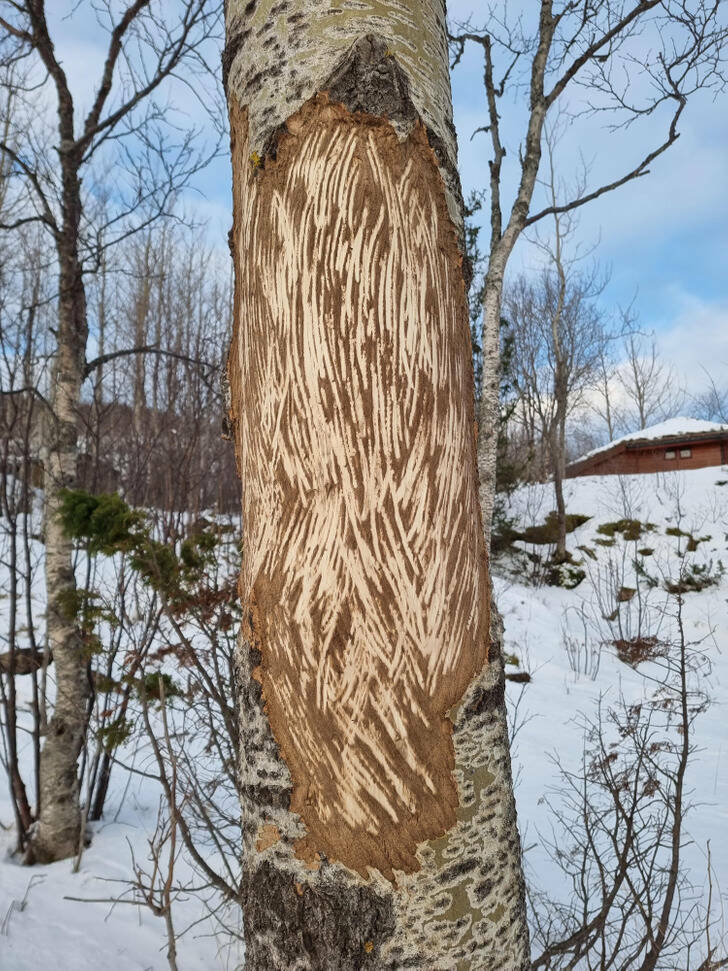 fascinating photos - moose marks on trees