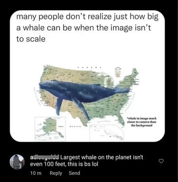 people who missed the joke - come within 12 whales of america - many people don't realize just how big a whale can be when the image isn't to scale Sexier Oravicalef "whale in image much closer to camera than the background adogold Largest whale on the pl