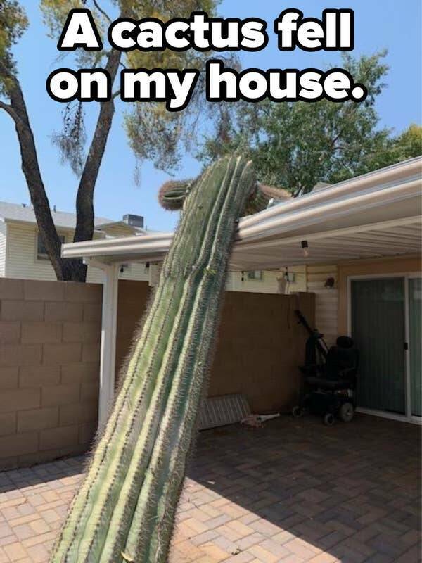 people having a bad day - illegal to cut down cactus in arizona - A cactus fell on my house.