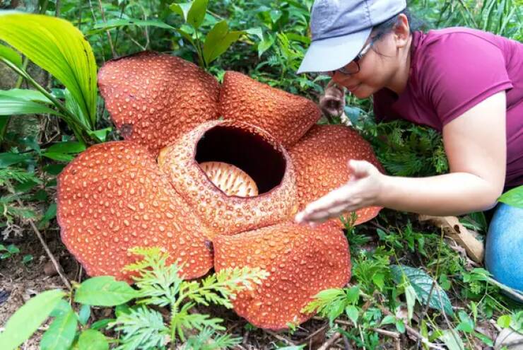 fascinating photos  - rafflesia and person