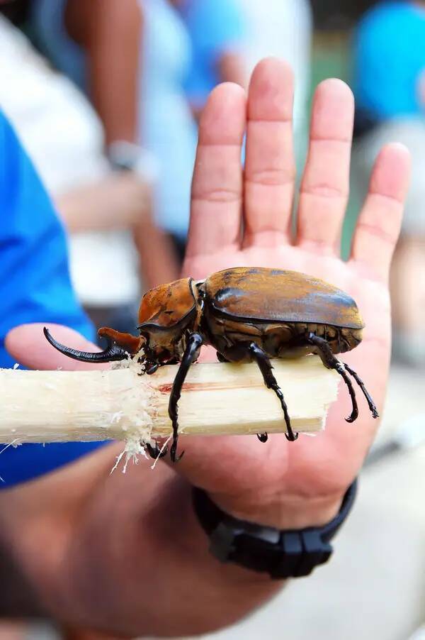 fascinating photos  - giant bugs