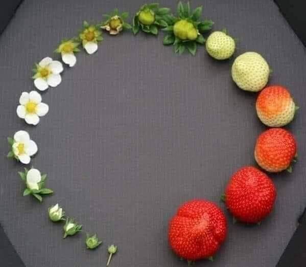 “The Life Cycle Of A Strawberry”