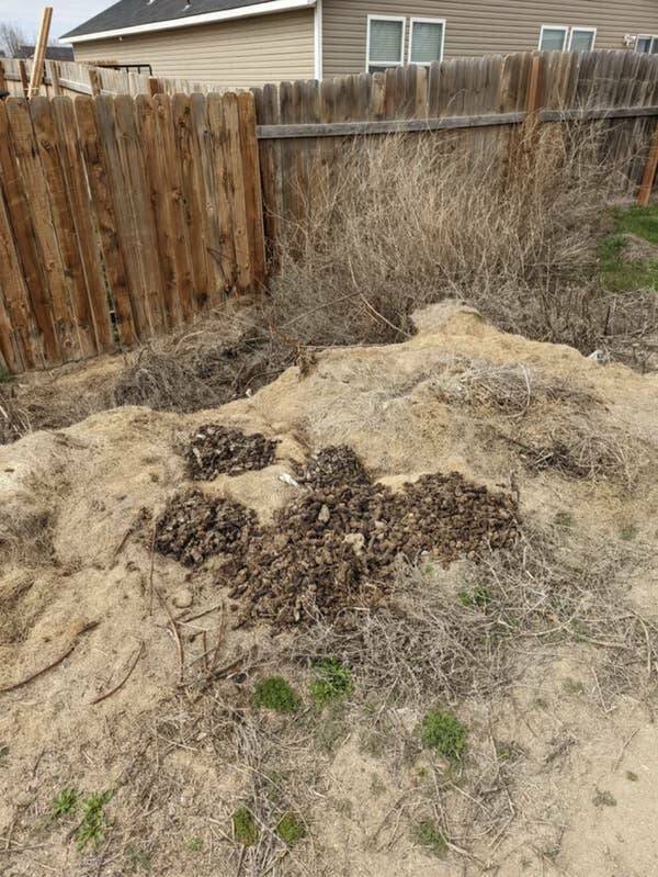 This neighbor who throws their dog's poop over their neighbor's fence: