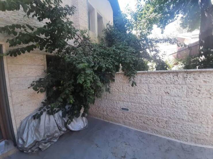 This neighbor who refused to cut down their trees and, as a result, they grew so long that they covered their neighbor's bike: