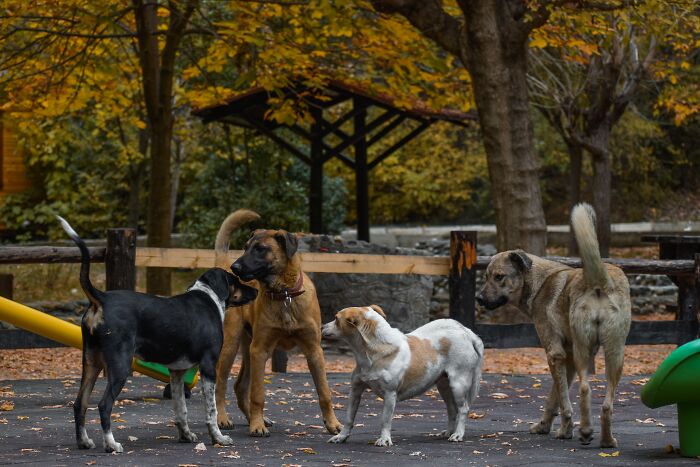 If you are a kid for the love of everything good don't play with stray dogs they might be fighting dogs and could very much mull you so be careful.