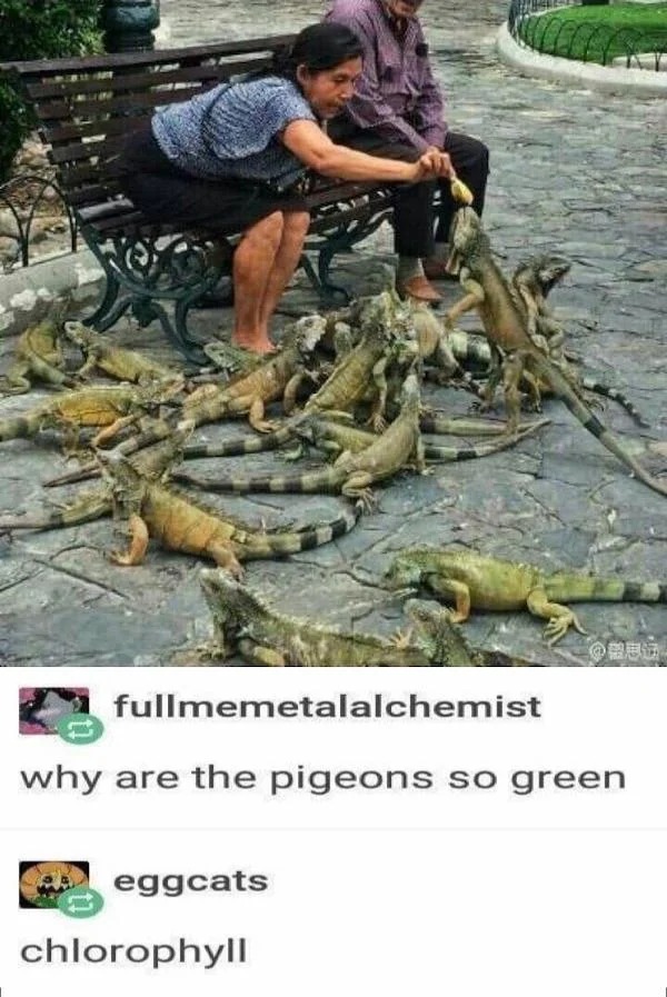 dank memes - woman feeding iguanas - fullmemetalalchemist why are the pigeons so green eggcats Oren chlorophyll