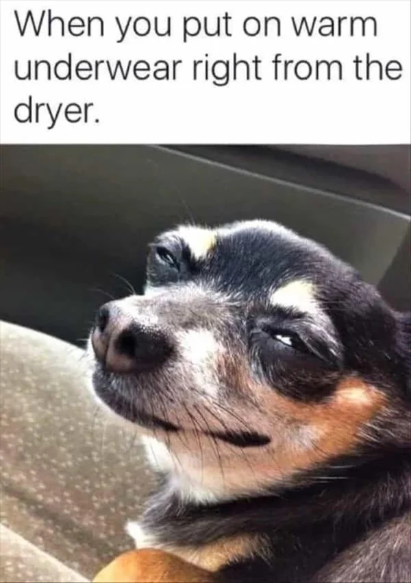 dank memes - dog - When you put on warm underwear right from the dryer.