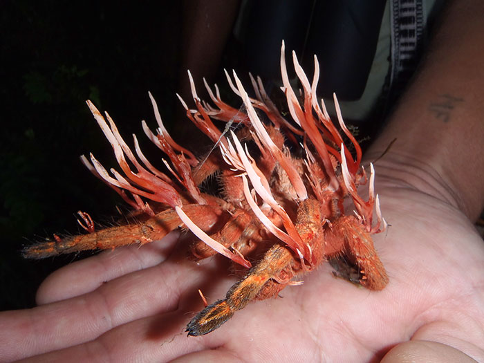 Tarantula Infected With Cordycipitaceae