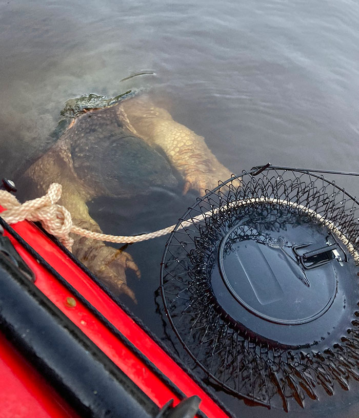 Look At This Turtle! It Surfaced By The Boat