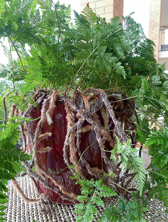 My Friend's Plant That Looks Like Tarantula's Legs