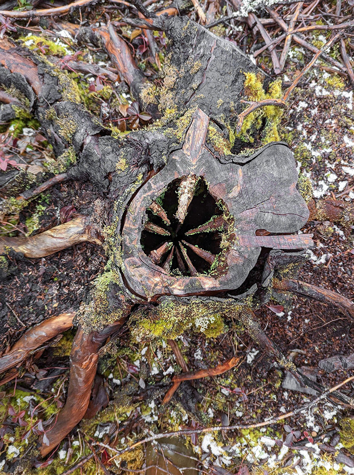 This Stump I Came Across That Looks Like A Wooden Sarlacc