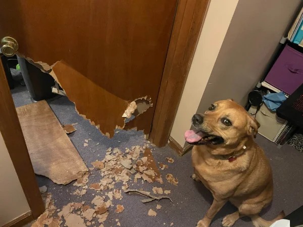 “Dog decided to bust through my bedroom door like the Kool-Aid man while I was at work.”