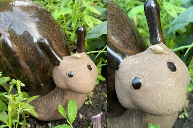 snail on a snail