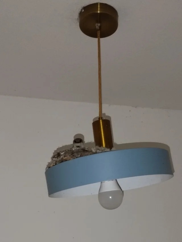 A bird built a nest on top of the lamp outside my house's door