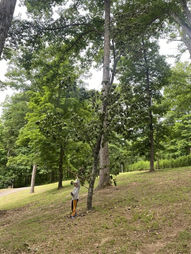 This isn’t a tree. It’s a branch that broke off during a storm a couple weeks ago and perfectly impaled the ground.